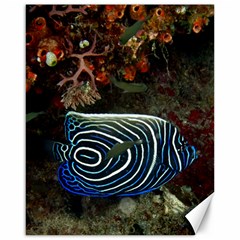 ANGELFISH 2 Canvas 16  x 20  