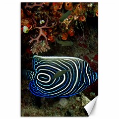 ANGELFISH 2 Canvas 20  x 30  