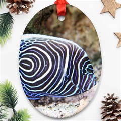 Angelfish 3 Ornament (oval) by trendistuff