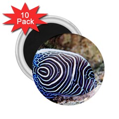 Angelfish 3 2 25  Magnets (10 Pack)  by trendistuff