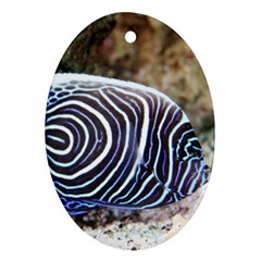 Angelfish 3 Oval Ornament (two Sides) by trendistuff