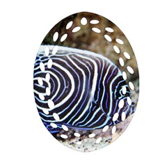 Angelfish 3 Ornament (oval Filigree) by trendistuff