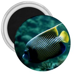 Angelfish 4 3  Magnets by trendistuff