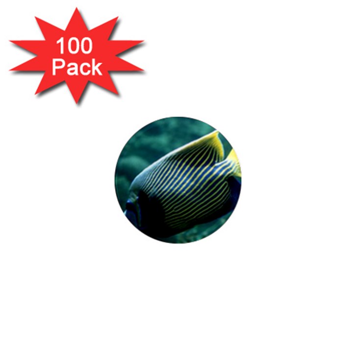 ANGELFISH 4 1  Mini Magnets (100 pack) 