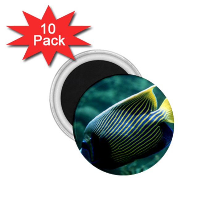 ANGELFISH 4 1.75  Magnets (10 pack) 