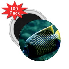 Angelfish 4 2 25  Magnets (100 Pack)  by trendistuff