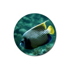 Angelfish 4 Magnet 3  (round) by trendistuff