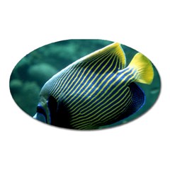 Angelfish 4 Oval Magnet by trendistuff