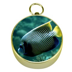 Angelfish 4 Gold Compasses by trendistuff