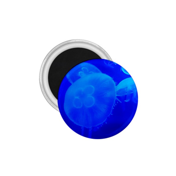 BLUE JELLYFISH 1 1.75  Magnets