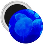 BLUE JELLYFISH 1 3  Magnets