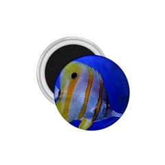 Butterfly Fish 1 1 75  Magnets by trendistuff