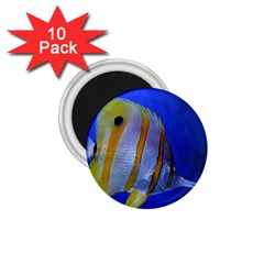 Butterfly Fish 1 1 75  Magnets (10 Pack)  by trendistuff