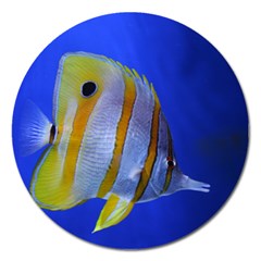 Butterfly Fish 1 Magnet 5  (round) by trendistuff