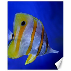 Butterfly Fish 1 Canvas 16  X 20   by trendistuff