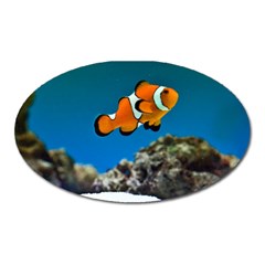 CLOWNFISH 1 Oval Magnet