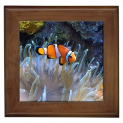 Clownfish 2 Framed Tiles by trendistuff