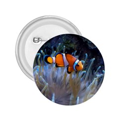 Clownfish 2 2 25  Buttons by trendistuff