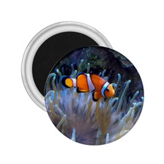 Clownfish 2 2 25  Magnets by trendistuff