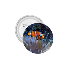 Clownfish 2 1 75  Buttons by trendistuff