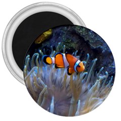 Clownfish 2 3  Magnets by trendistuff