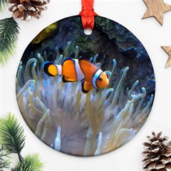 Clownfish 2 Ornament (round)