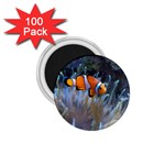 CLOWNFISH 2 1.75  Magnets (100 pack) 