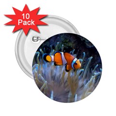 Clownfish 2 2 25  Buttons (10 Pack)  by trendistuff