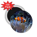 CLOWNFISH 2 2.25  Magnets (100 pack) 