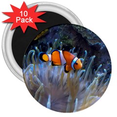 Clownfish 2 3  Magnets (10 Pack)  by trendistuff