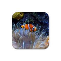 Clownfish 2 Rubber Coaster (square)  by trendistuff