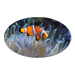 Clownfish 2 Oval Magnet by trendistuff