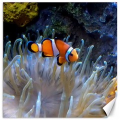 Clownfish 2 Canvas 20  X 20   by trendistuff