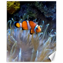 Clownfish 2 Canvas 11  X 14   by trendistuff