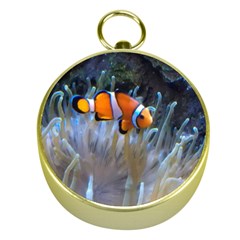 Clownfish 2 Gold Compasses by trendistuff