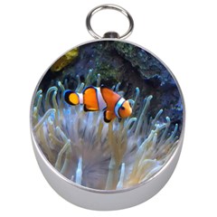 Clownfish 2 Silver Compasses by trendistuff