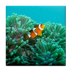 Clownfish 3 Tile Coasters by trendistuff