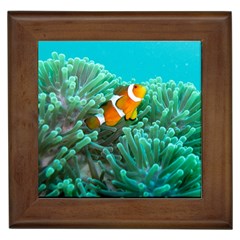 Clownfish 3 Framed Tiles by trendistuff