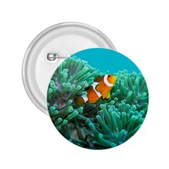 Clownfish 3 2 25  Buttons by trendistuff