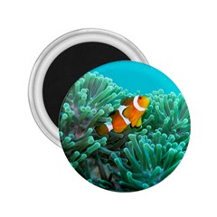 Clownfish 3 2 25  Magnets by trendistuff