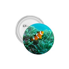 Clownfish 3 1 75  Buttons by trendistuff