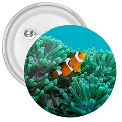 Clownfish 3 3  Buttons by trendistuff