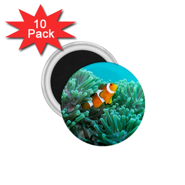 CLOWNFISH 3 1.75  Magnets (10 pack) 