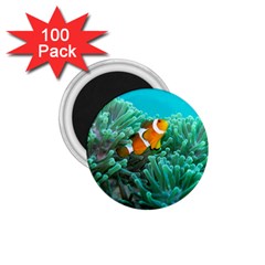 Clownfish 3 1 75  Magnets (100 Pack)  by trendistuff