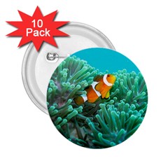 Clownfish 3 2 25  Buttons (10 Pack)  by trendistuff