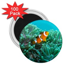 Clownfish 3 2 25  Magnets (100 Pack)  by trendistuff