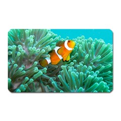 Clownfish 3 Magnet (rectangular) by trendistuff