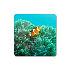 Clownfish 3 Square Magnet by trendistuff