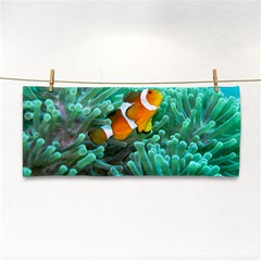 Clownfish 3 Cosmetic Storage Cases by trendistuff