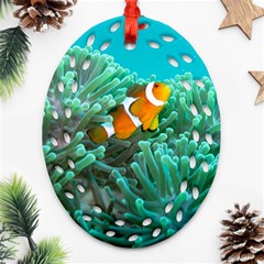 Clownfish 3 Oval Filigree Ornament (two Sides) by trendistuff